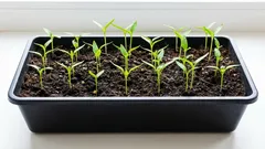 Warum Paprika schlecht wächst: Die häufigsten Fehler bei der Aussaat