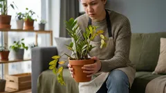 Wächst Ihre Zamioculcas nicht? 5 Gründe, warum sie Blätter verliert