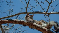 Warum klettern Katzen so leicht auf Bäume, können aber nicht wieder herunterkommen? Was kann man in einer solchen Situation tun?